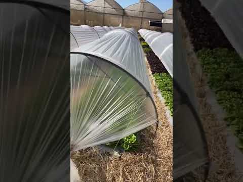 Vídeo: Cobertura de cobertura para produção de vegetais - Tipos de cobertura de hortaliças