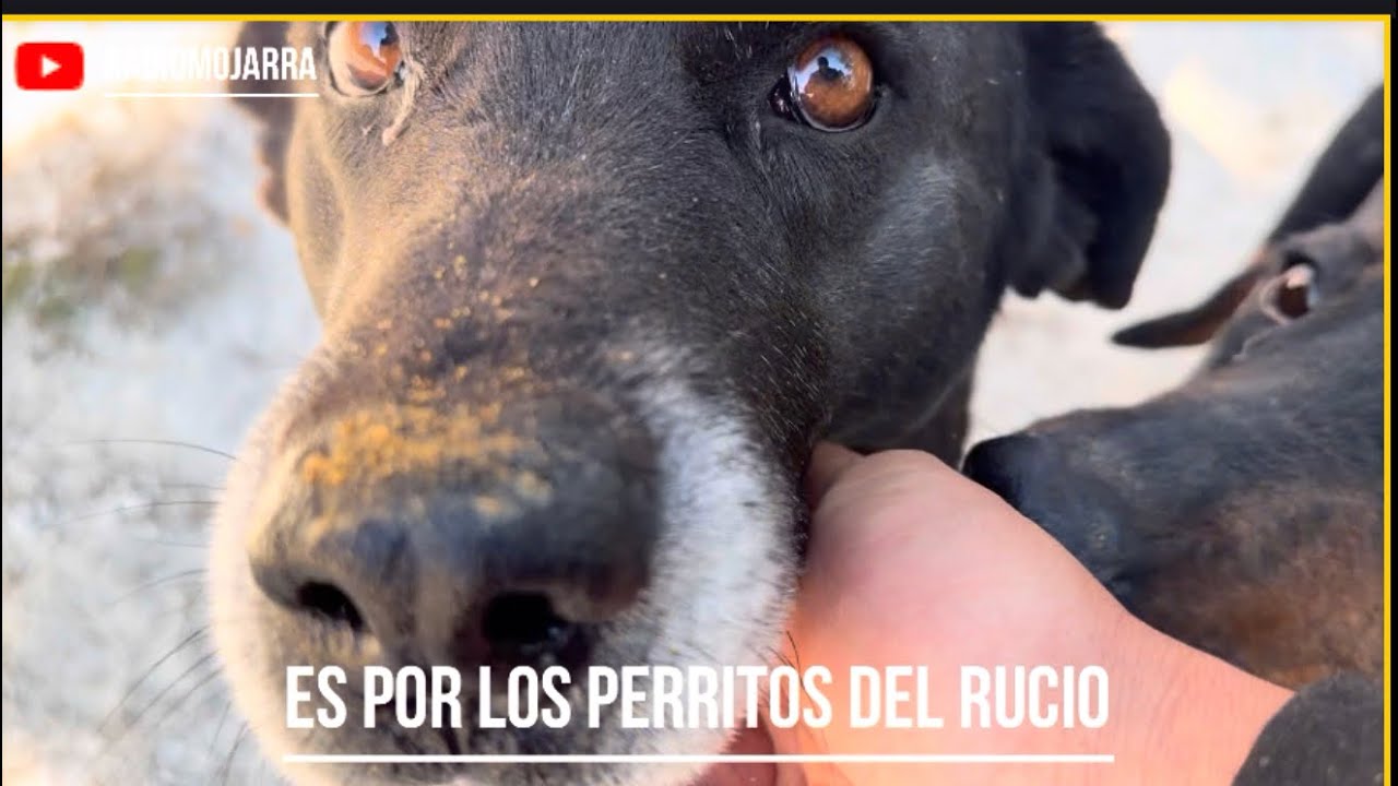 ¡Lo hacemos por los perritos!