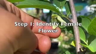 Learn How To Hand Pollinate Sugar Apple Flowers In 1 Minute screenshot 4