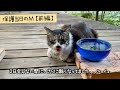 地域猫Mを緊急保護する当日の動画です【前編】