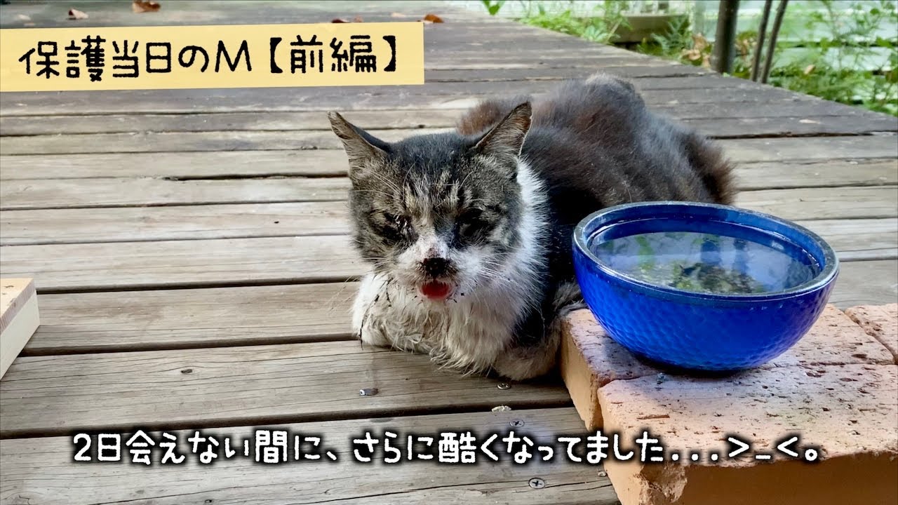 地域猫Mを緊急保護する当日の動画です【前編】