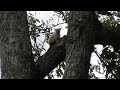 Gold-and-White Marmoset in Slow Motion Because He Wouldn&#39;t Sit Still!