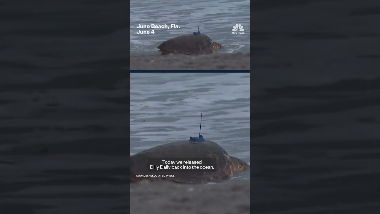 Dilly Dally the sea turtle is released back into the ocean after flipper injury Dilly Dally the sea turtle is released back into the ocean after flipper injury