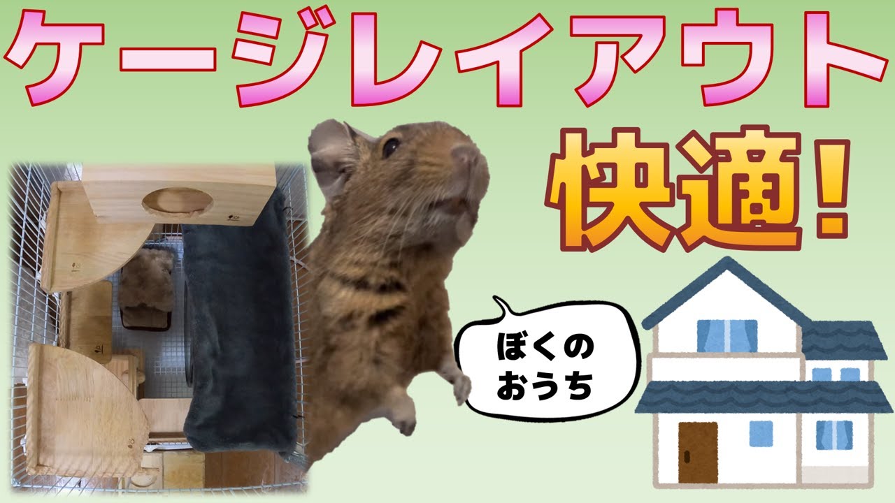 デグーお世話】デグーのケージレイアウト全てお見せします！ - YouTube