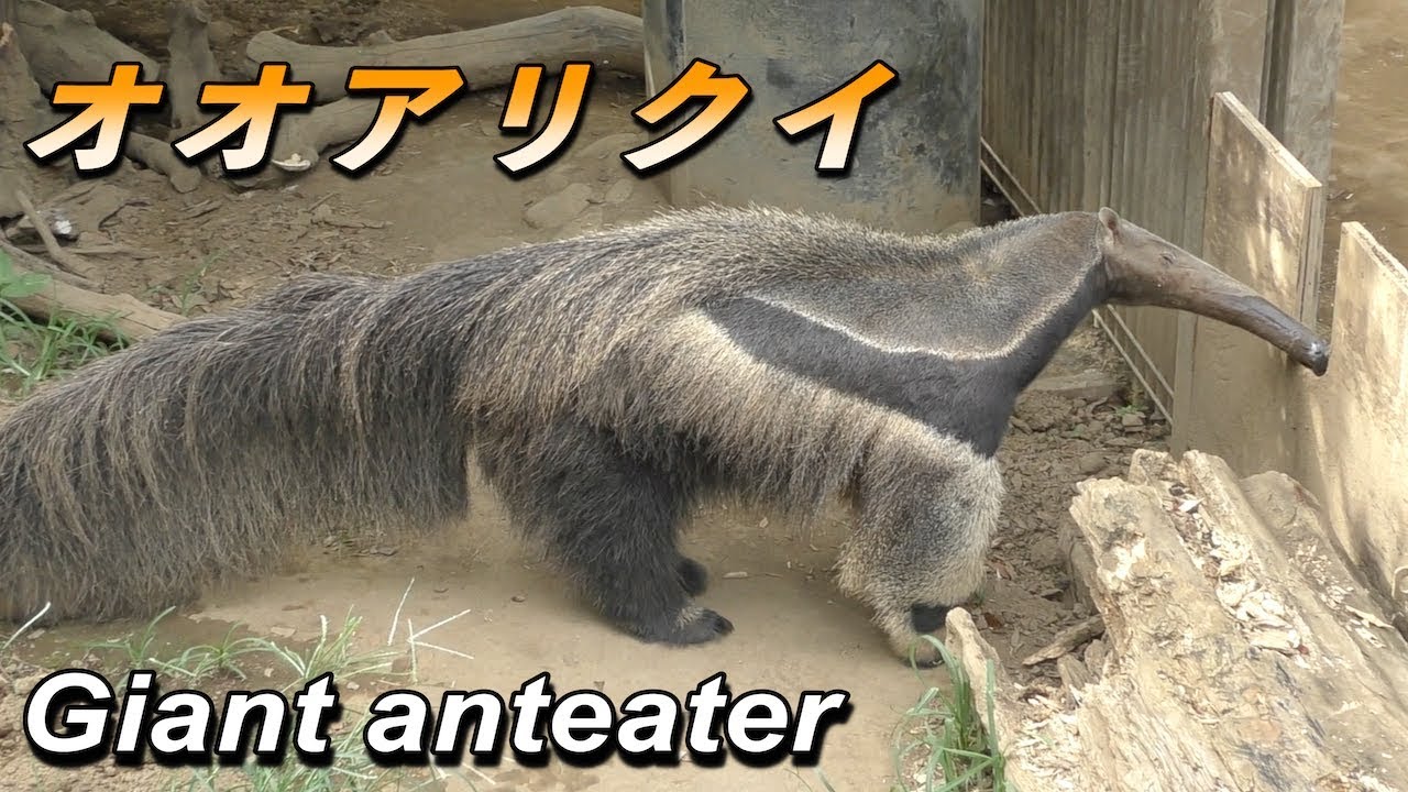 可愛い動物 アリクイ オオアリクイ の生態 Giant Anteater Youtube