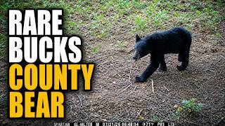 Rare Black Bear Captured on Trail Camera in Bucks County, PA