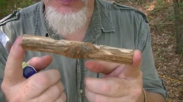 2-Toggle Bushcraft Ridgeline: Craft a Sturdy Shelter Line with 550 Paracord & a Stick!"