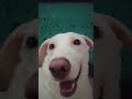 lover puppy naming si tantan