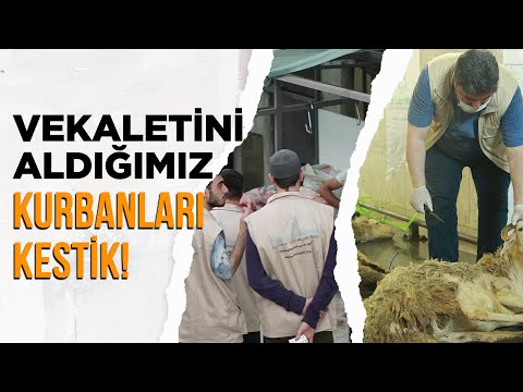 Vekaletini aldığımız kurbanları kestik! (İSTANBUL) - Fatih Sultan Mehmet Eğitim Ve Yardımlaşma Vakfı