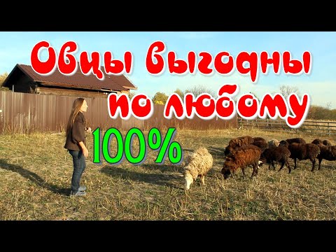 Выращивание овец в домашних условиях видео