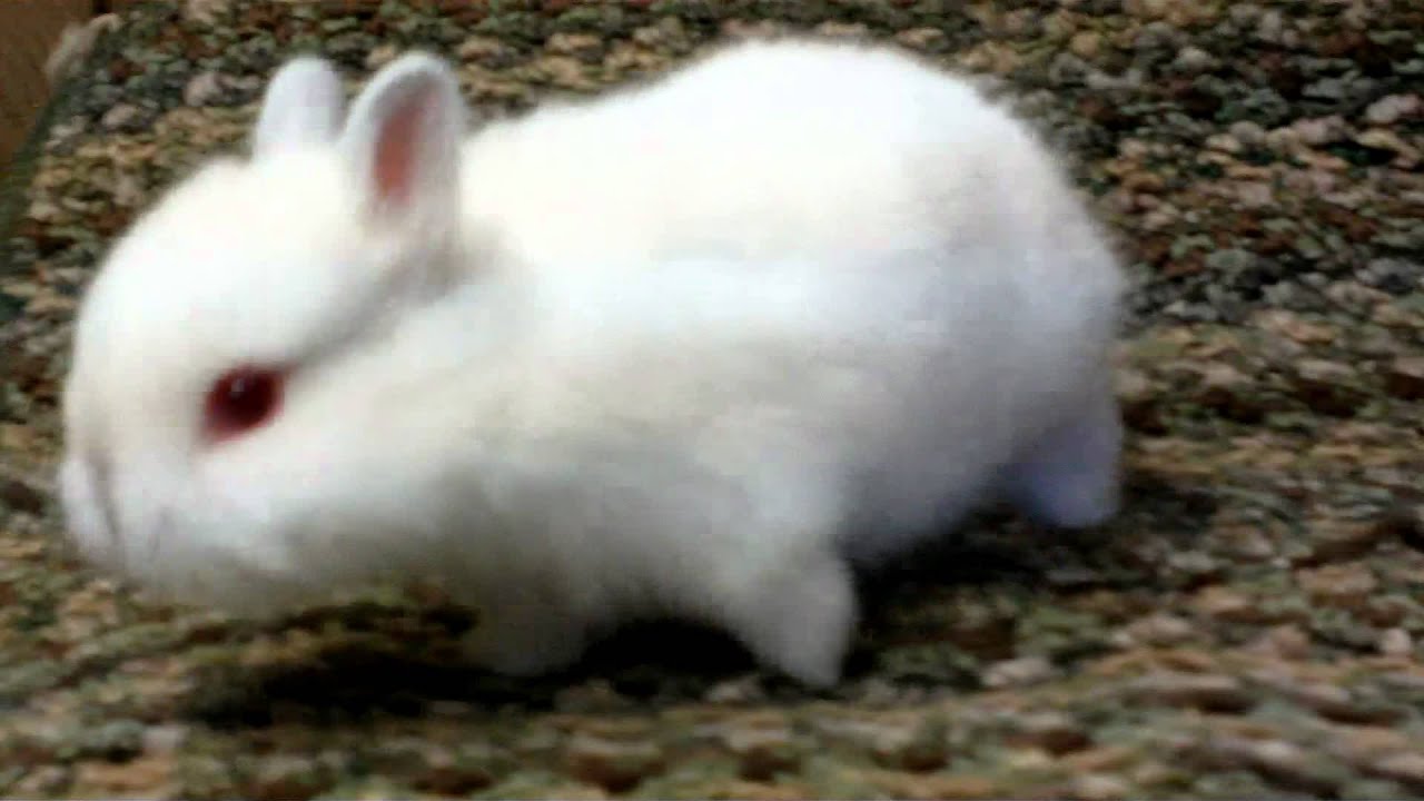 himalayan netherland dwarf rabbit | Wakefield, West Yorkshire ...