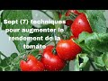 Comment augmenter le rendement de tomate  partir de  2023