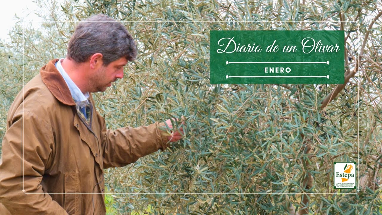 Olivar y poda en enero en la Denominación de Origen Estepa