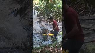 Download Lagu Betapa Ganasnya Buaya raksasa di Kalimantan ‼️ #crocodile #sungaikalimantan #danaukalimantan #buaya MP3