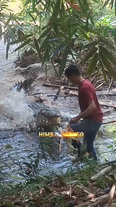 Betapa Ganasnya Buaya raksasa di Kalimantan ‼️ #crocodile #sungaikalimantan #danaukalimantan #buaya