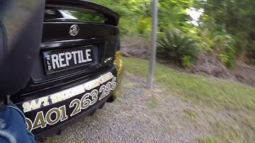 CARPET PYTHON IN TAMBORINE VILLAGE