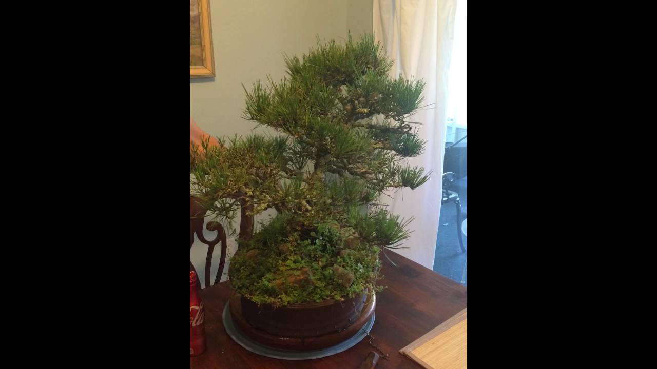 camera iphone 8 plus apk Japanese White Pine Bonsai