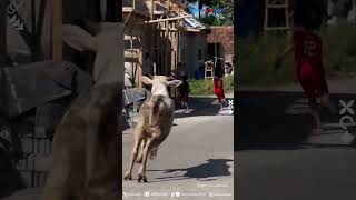 Sapi Kabur Saat Hendak Disembelih Untuk Kurban Bikin Warga Panik Kocarkacir