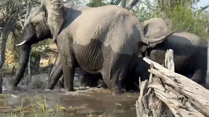 Tourists narrowly escape death after being attacked by elephants in Botswana 