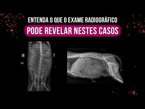 Vídeo: Os raios X são seguros para cadelas grávidas?