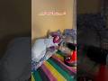 العجوزة والكليماتيزووور والصيف الزرقة ضحك حتى البكاء Comedyfilms كوميديات هتضحك Comedymovies العجوزة والكليماتيزووور والصيف الزرقة ضحك حتى البكاء Comedyfilms كوميديات هتضحك Comedymovies