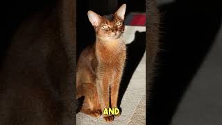 Interesting Abyssinian Cat Facts  Feline Good #shorts