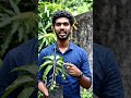 #MiniMangoTree #TinyMangoes #TamilVlog #RarePlants #MangoTree #Nature #PlantLovers #ViralVideo