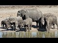 Lions, Elephants, and Cheetahs at Tau Lodge, Madikwe Game Reserve, South Africa - September 2020