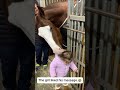 Is your horse okay? No, but he’s happy.#shorts #funnyhorse #horsehumor #animalfails