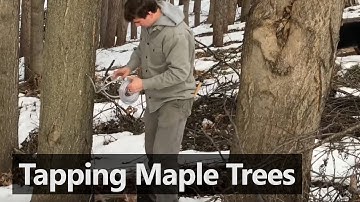 Tapping Sugar Maple Trees in Michigan - Maple Syrup