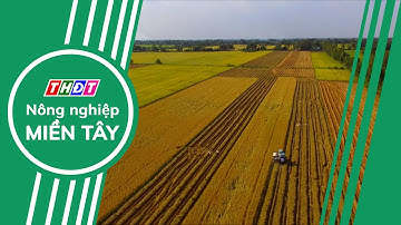 Toàn cảnh Nông nghiệp - 7/11/2025 | Nông nghiệp Miền Tây