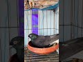সবায় দুআ করবেন 🫡🤲 #animalslove #petlover #pigeon #pigeonlaver #কবুতর