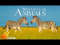 Animals Of The World 4K - Scenic Wildlife Film With Calming Music - Relaxing Animals 4K