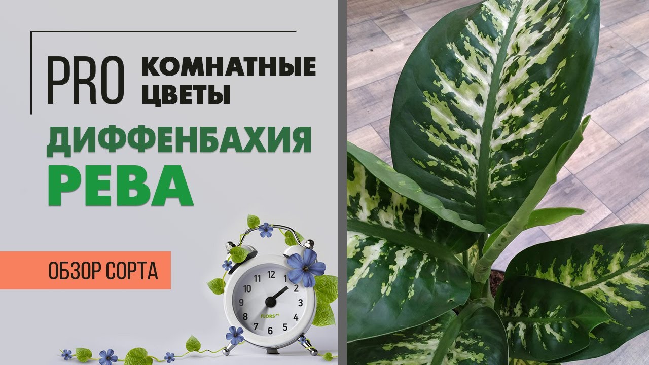 Диффенбахия Рева - шикарная огромная диффенбахия | Обзор сорта | Крупномер для озеленения