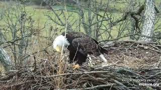 Decorah North Eagles - DNF finally tames the hemp weed \/ explore.org 11\/9\/22