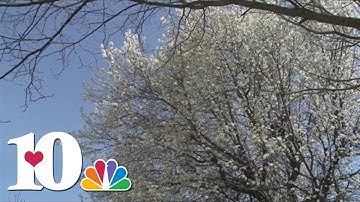 10Listens: The problem with Bradford pear trees