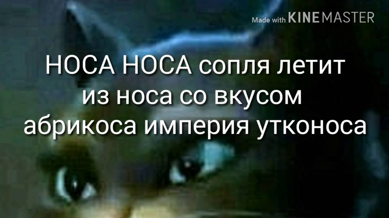 Носе носе песня слова. Носа носа песня. Носа носа текст. Носа носа сопля летит из носа. Носа носа таблетки.