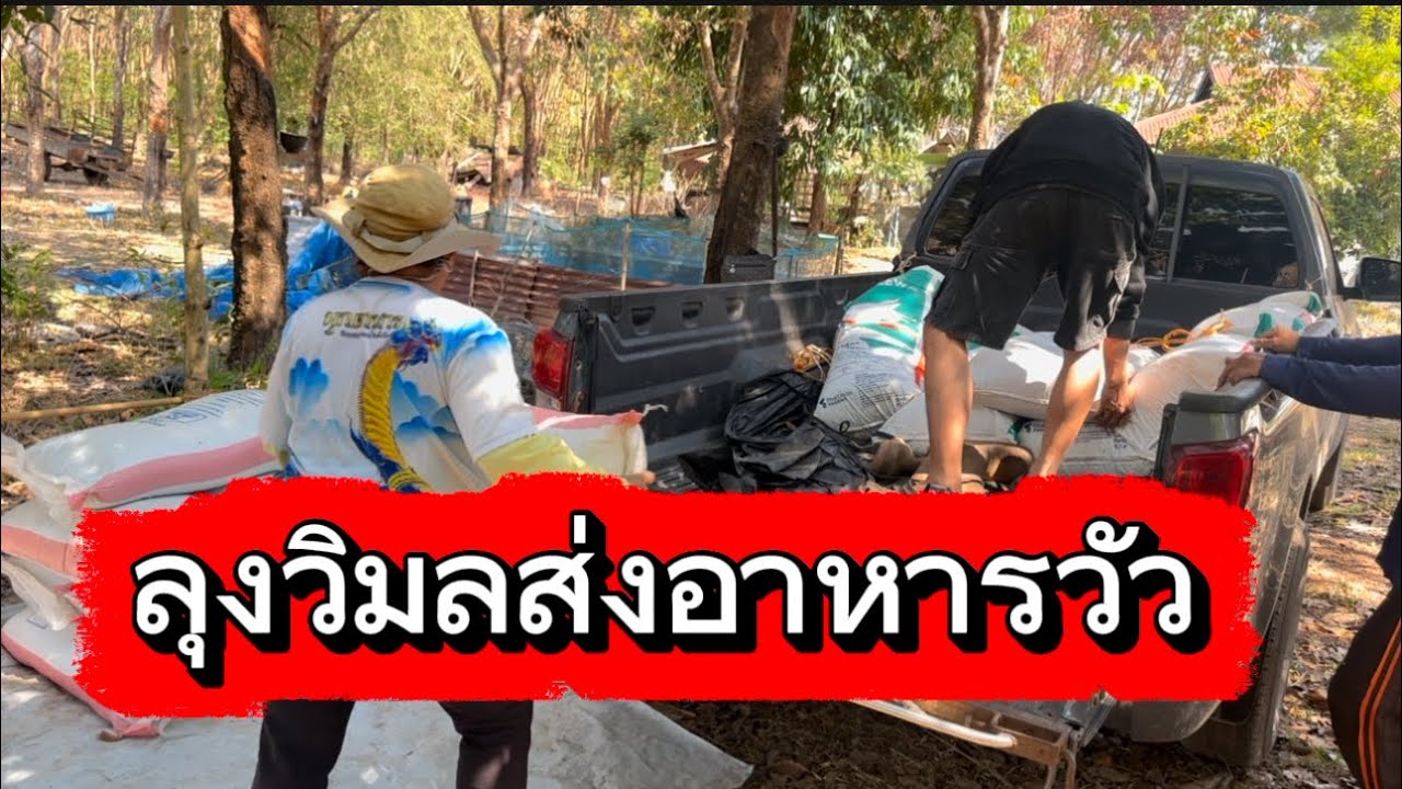 ลุงวิมลส่งอาหารวัว