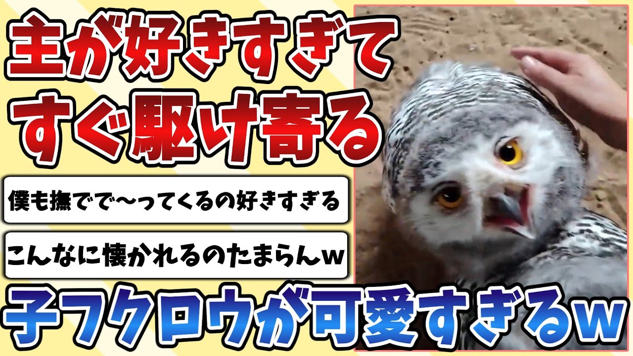 【2ch動物スレ】飼い主が好きすぎて見つけたらすぐ駆け寄る『子フクロウ』があまりにも可愛すぎてしまうｗｗｗ