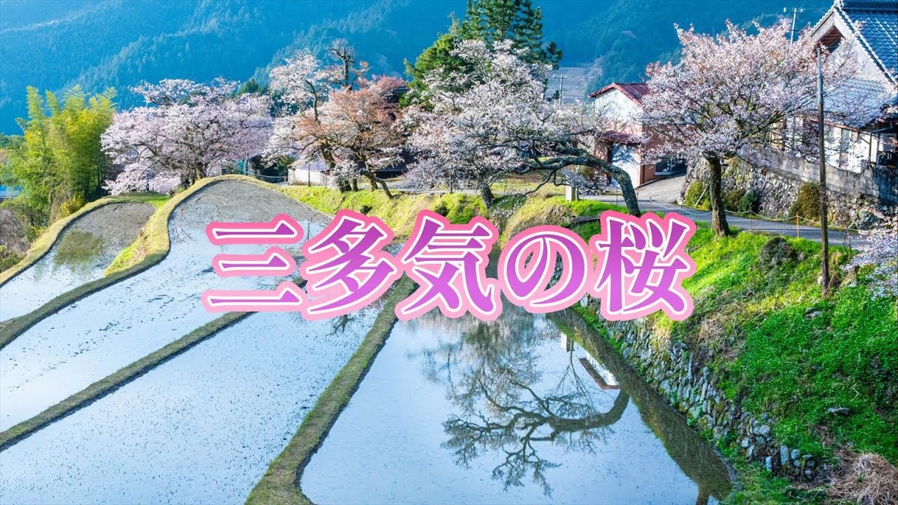 2025年4月12日】【三重県の桜名所】三多気（みたけ）の桜 ｜日本さくら