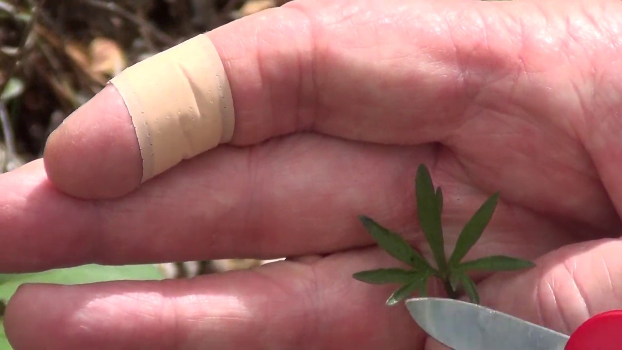 Woodland Edge: Bird's-Foot Violet