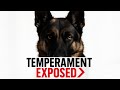 German Shepherd Temperament EXPOSED What Owners Don't Want You to Know