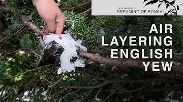 Air Layering an English Yew, July 2023