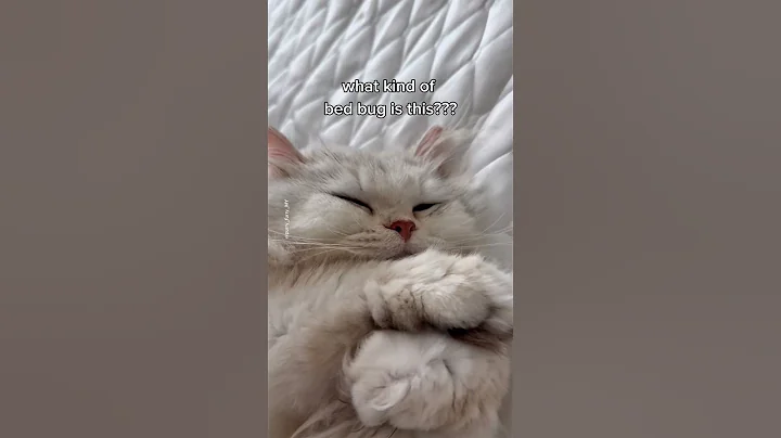 Video 10117591: britishshorthair persian, funnycats britishshorthair, funny cat