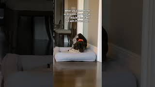 Our dog is a Monster! #gsp #germanshorthairedpointer #pointer #funnydog #cutedog #dogvideo
