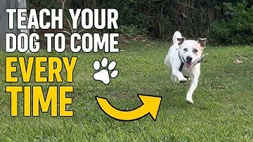 Teach Your Dog to Come Every Time 🐾 | Step-by-Step Recall Training That Works FAST