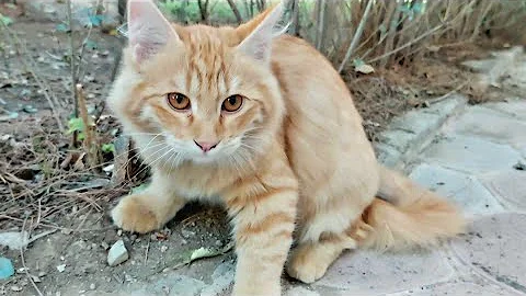 Video 1609521: cats stray kittens, feeding stray cats, kitten cute fluffy, kitten cute black, cute ginger kitten