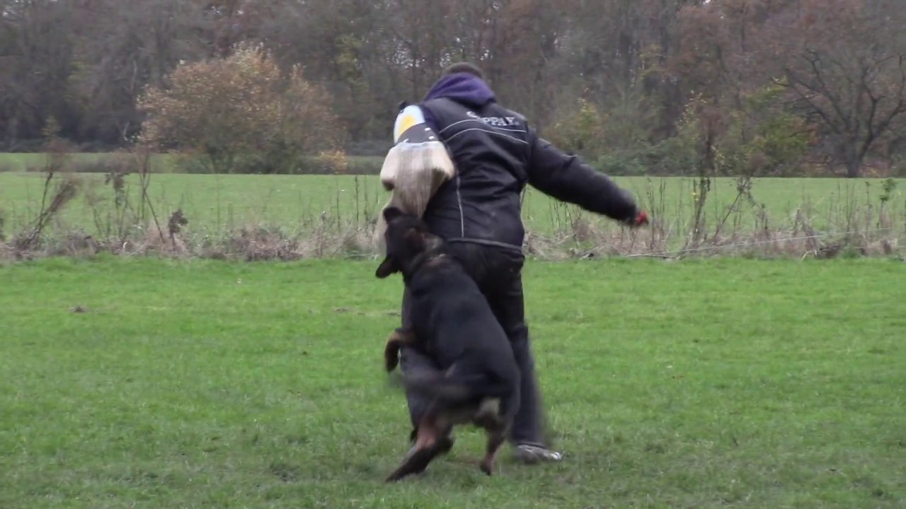 Cerberus ipo & schutzhund club
