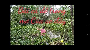 Câu cá tra tự nhiên trong rạch nhỏ | river fishing