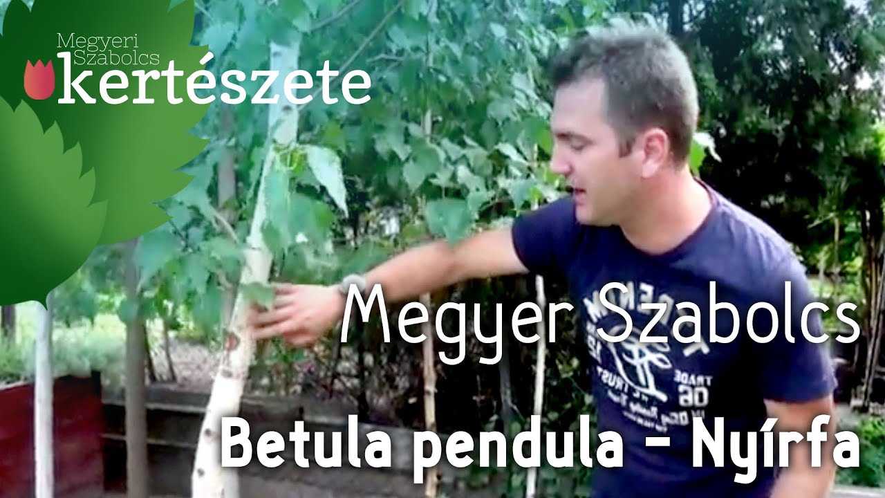 nyírfa rügyek hogyan kell inni parazitákból